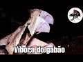 Víbora do gabão a Cobra com mais peçonha do mundo | Biólogo Henrique o Biólogo das Cobras
