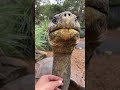 Neck scratches with Galapagos Turtle🐢