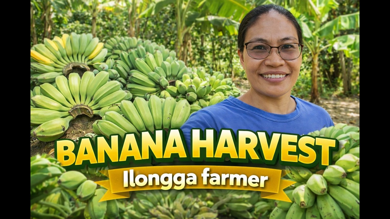 You Won't Believe the Harvest! Backyard Banana Farming Success in thr Philjpjnes #backyardfarming