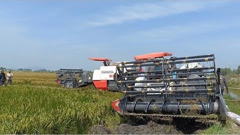 hai máy cắt 105 binh tóc độ bánh 9 cắt lúa rất nhanh bị dính lầy rồi tập48#maibangtv