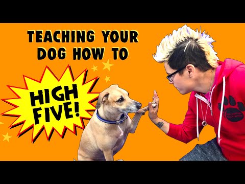 how-to-teach-your-dog-to-high-five---professional-dog-training