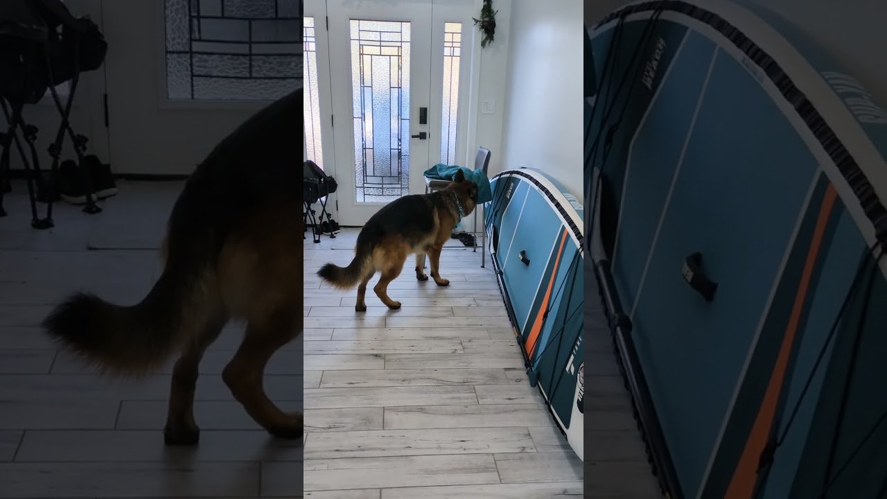 Shadow - AKC Virtual Scent Work Test (Experienced Test 2)  