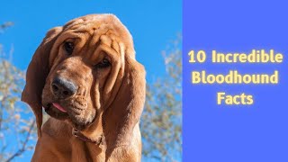 10 Incredible Bloodhound Facts