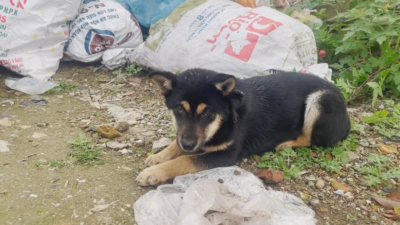 Unlucky dog abandoned in landfill Rescuing abandoned dogs in landfills YouTube