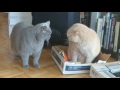 British Shorthair Battle of the Box Deathmatch 2017