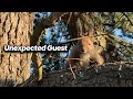 Frosty Winter Morning Walk | Unexpected Squirrel Breakfast 🐿️
