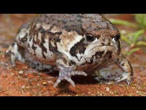 SAPO cantando no BREJO RÃ e o coaxar do SAPO CURURU