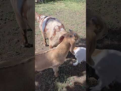 buckling goats
