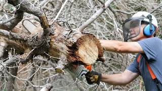 Storm-Damaged Tree Cleanup | Before & After Transformation