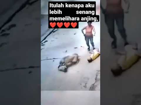 Video: Rottweiler Berani Menyimpan Pemilik Hamil & Rakan Daripada Thugs yang memegang pisau