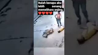 DENGAN SIGAP SI ANJING MENERJANG ANJING YANG GIGIT TUAN NYA #shorts #anjing #anjingpahlawan #puppies