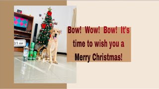 Christmas with Labrador// #bow #bowwowdogs #labrador #christmas @Bowwowdogs2794