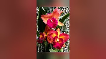 قراءة من سورة الصافات الآيات (1-82) بصوت الشيخ صلاح بو خاطر