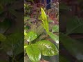 #foryou #flowers #viralvideo #love #ihavethisthingwithplants #nails #worldcup #likeandsubscribe #fyp