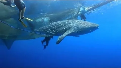 Whale shark freed from Indonesian fishing net