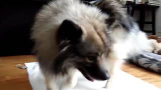 Khushi Keeshond Dog playing, loves her butt scratches
