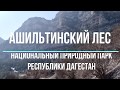 Ашильтинский лес - удивительное место Дагестана | март 2020, туризм на Кавказе