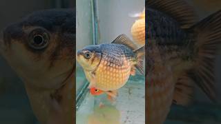 Pearlscale Dfish In All Shapes And Sizes