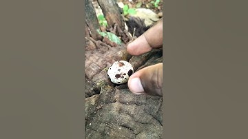 home made incubator#youtube #experimnent #diy #experiment #eggincubator #youtube #shorts#hatching