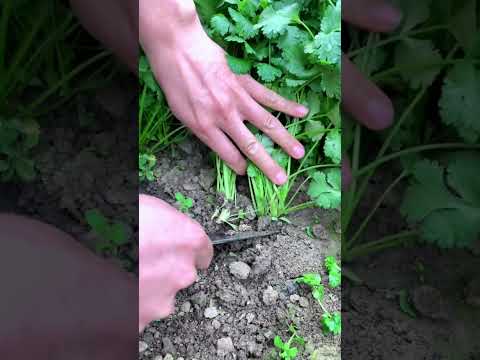 Video: Lär dig om korianderskörd
