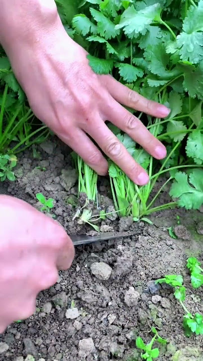 Beautiful Coriander Harvest In About A Month #satisfying #shortsvideo
