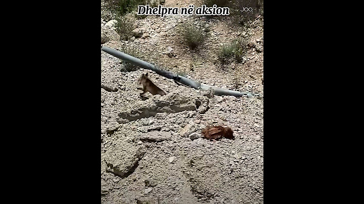 "Kishte kapur pulën dhe s'e lëshonte"/Qytetari nga Tropojë zë dhelprën me 'presh në dorë'