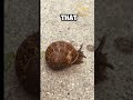 A snail can sleep for three years #facts #animals #shorts