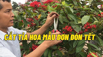 Thời điểm cắt tỉa Hoa mẫu đơn để có hoa đúng dịp tết âm lịch? Cách cắt tỉa?