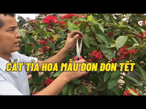 #1 Thời điểm cắt tỉa Hoa mẫu đơn để có hoa đúng dịp tết âm lịch? Cách cắt tỉa? Mới Nhất