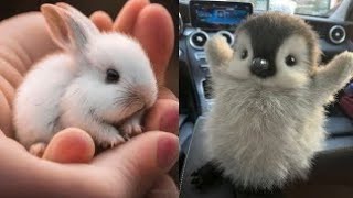 cute and funny animal tiktok compilation of 2024 😍🤣 #viral #funnypets #funny #trending