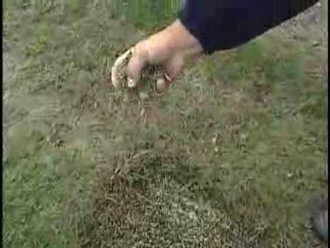 Fall Lawn Care - YouTube