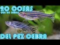20 Cosas que no sabías del pez CEBRA