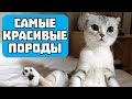 ТОП 10 САМЫХ КРАСИВЫХ ПОРОД КОШЕК