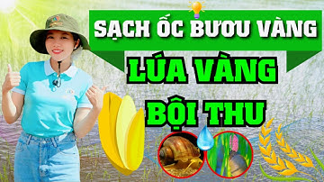 Sạch Ốc Bươu Vàng, Mùa Vàng Bội Thu #agrichchemical #nongdan #farming #ocbuouvang