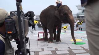 2014年6月2日　横浜開港記念日　象の鼻パークにて