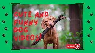 Hilarious and Adorable Dogs: Cute and Funny Moments Compilation