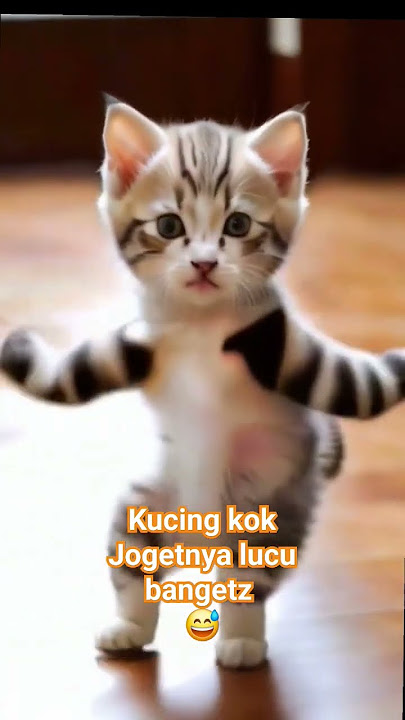 Kucing Joget Lucu , Cat.daily.365  #viral #viral #fyp #fypyoutube