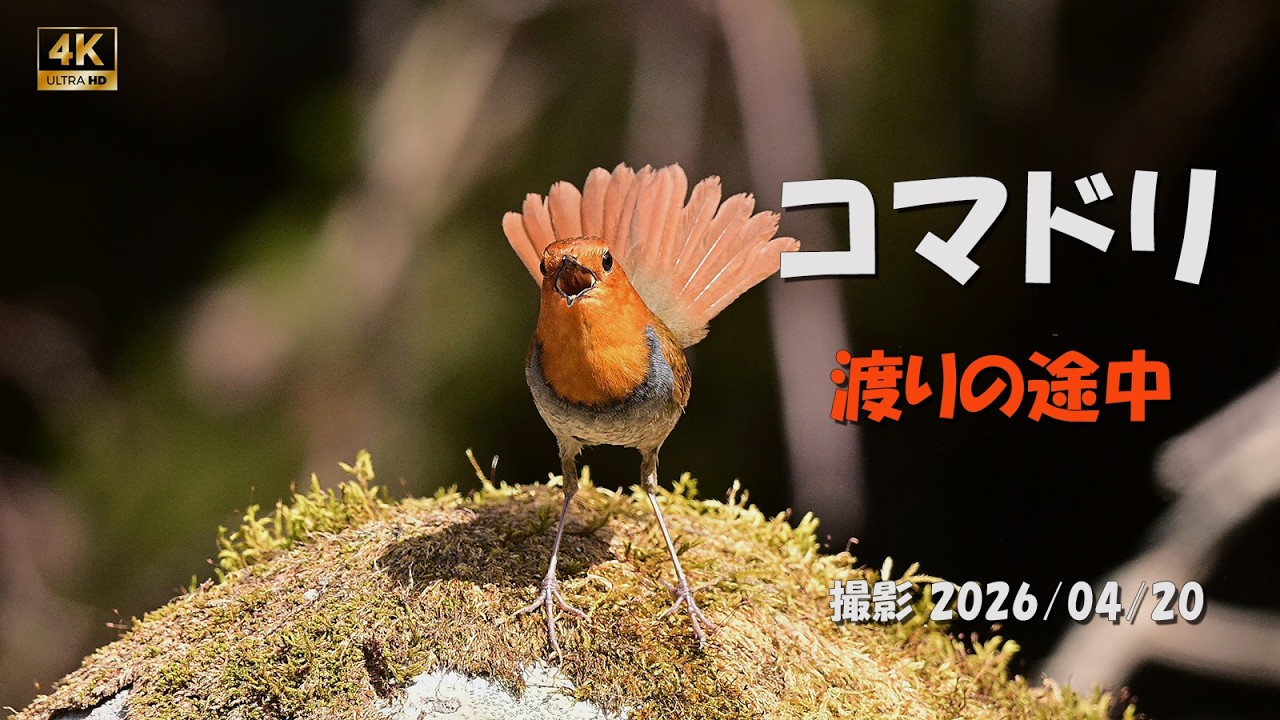 2026 コマドリ＿渡りの途中【4k】／山岳詩＿NikonZ9 - YouTube