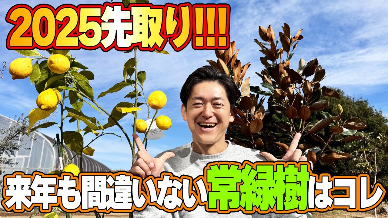 人気の常緑樹　リトルジェム　樹形がきれい 現品限り 値下げ不可 人気の常緑樹 リトルジェム 樹形がきれい 現品限り 値下げ不可 楽天