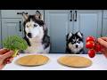 Puppy Tries Vegetables for the First Time, Husky Eats Everything! Dog Food Review