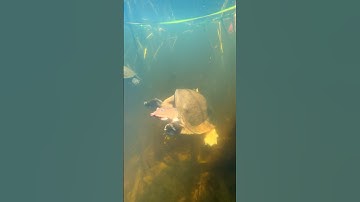 UNDERWATER VIEW!🌊👀 #softshellturtle #turtle #turtles #reptiles #animals #underwater #nature #fyp