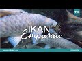 Ikan Empurau | Episod 8 - Agritek