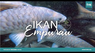 Ikan Empurau | Episod 8 - Agritek