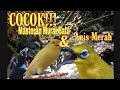 Masteran Pancingan Untuk Murai Batu Anis Merah Mp3 - Mp4 Download