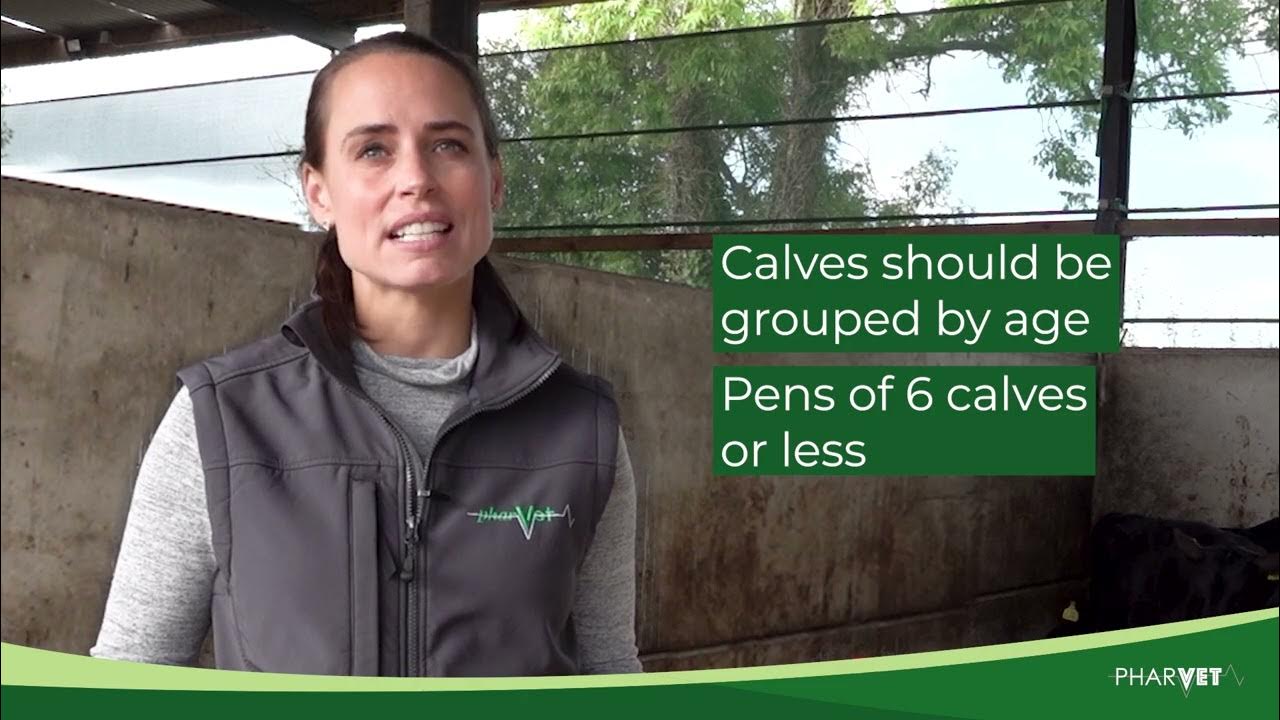 Calf Rearing The PharVet Gold Standard Calves Environment Temperature
