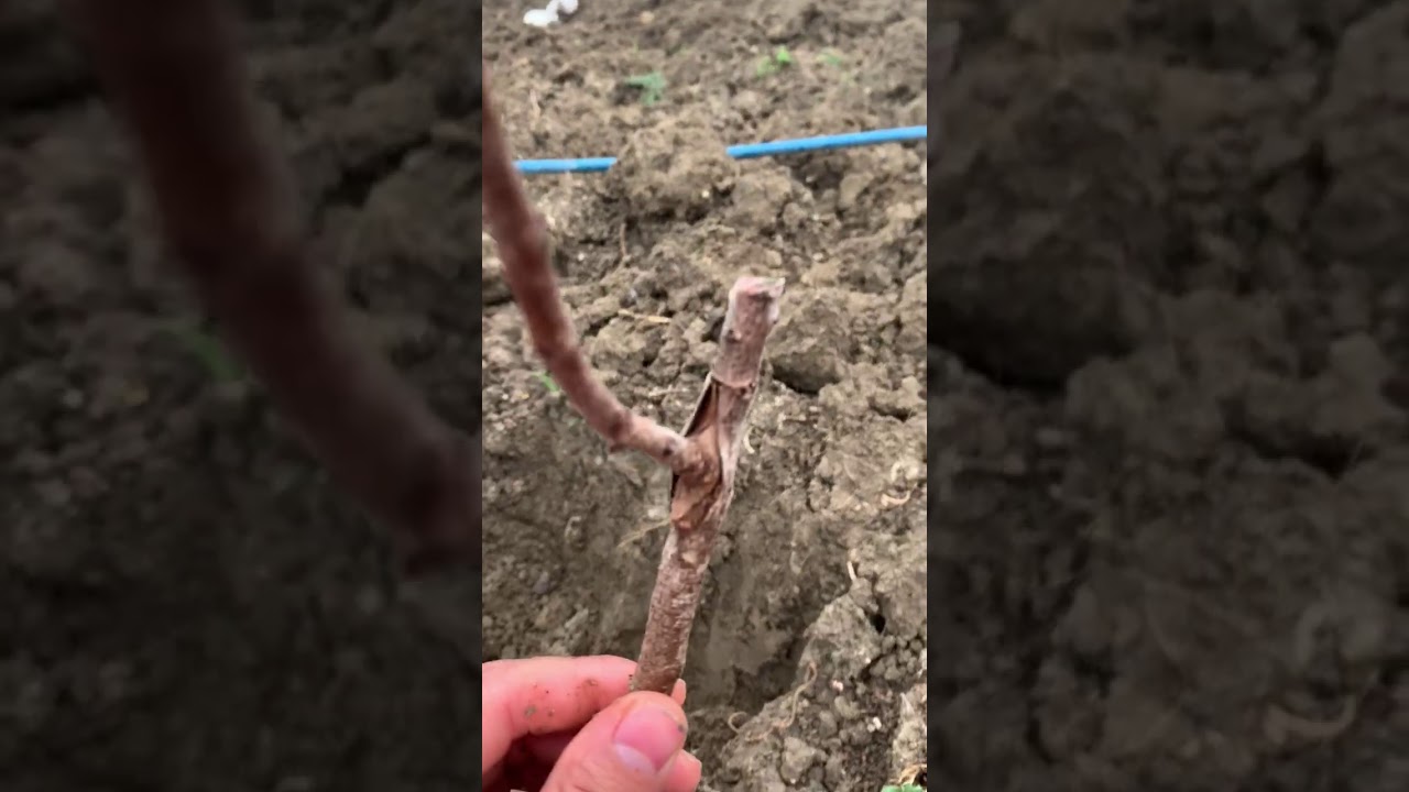 SİİRT FISTIĞI FİDAN DİKİMİ | EN DOĞRU ŞEKİLDE FISTIK FİDANI NASIL DİKİLİR  |  MARAŞ GURME