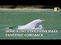 Rare pink dolphin makes comeback as Covid-19 quiets Hong Kong waters