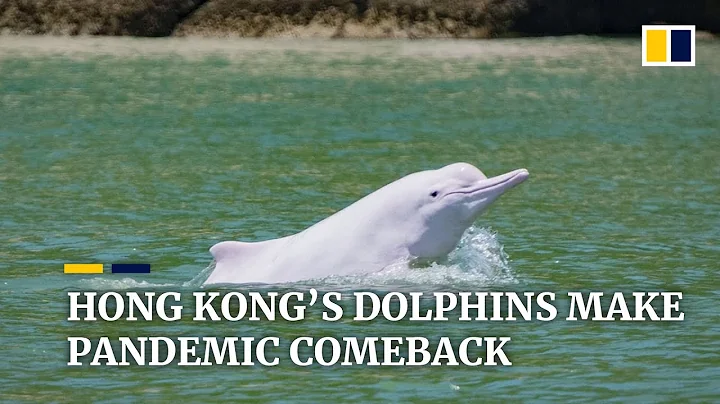 Rare pink dolphin makes comeback as Covid-19 quiets Hong Kong waters - DayDayNews