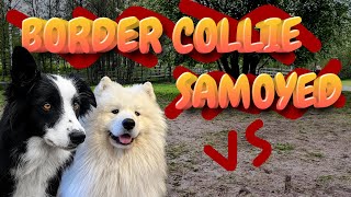 Samoyed Dog VS Border Collie Dog