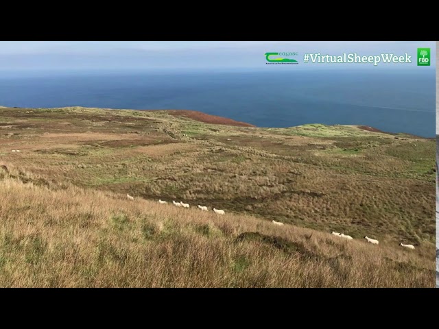 Outline Video Hill Flock Management with BETTER sheep farmer David McLaughlin